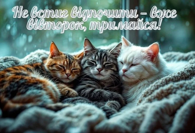 Комфортні фітнес-кросівки