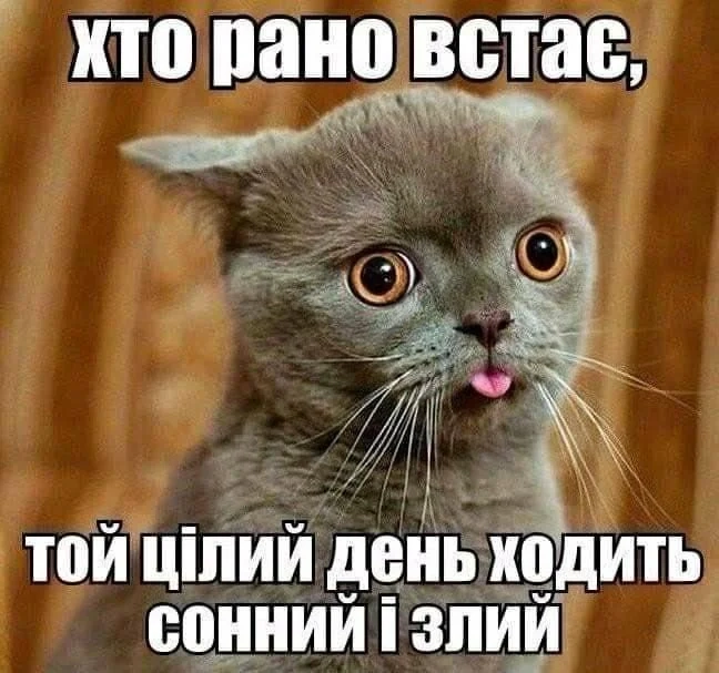 картина с котиками