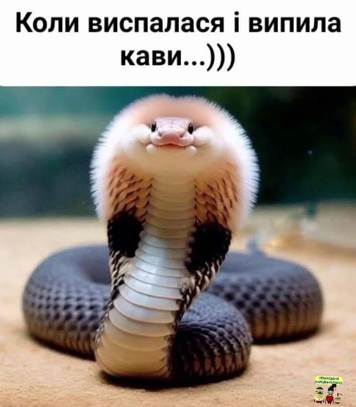 котики и смелые шутки