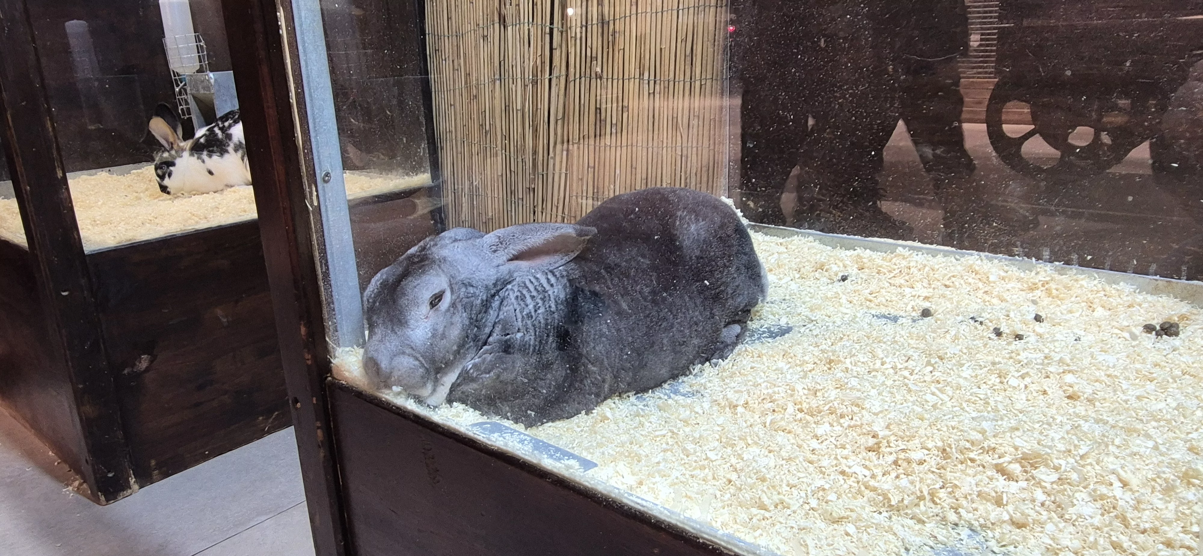Кролик в стеклянной коробке