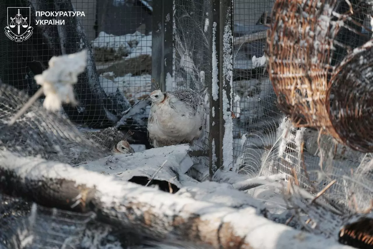 Птица в повреждённой клетке в эко-парке близ Харькова после российского обстрела
