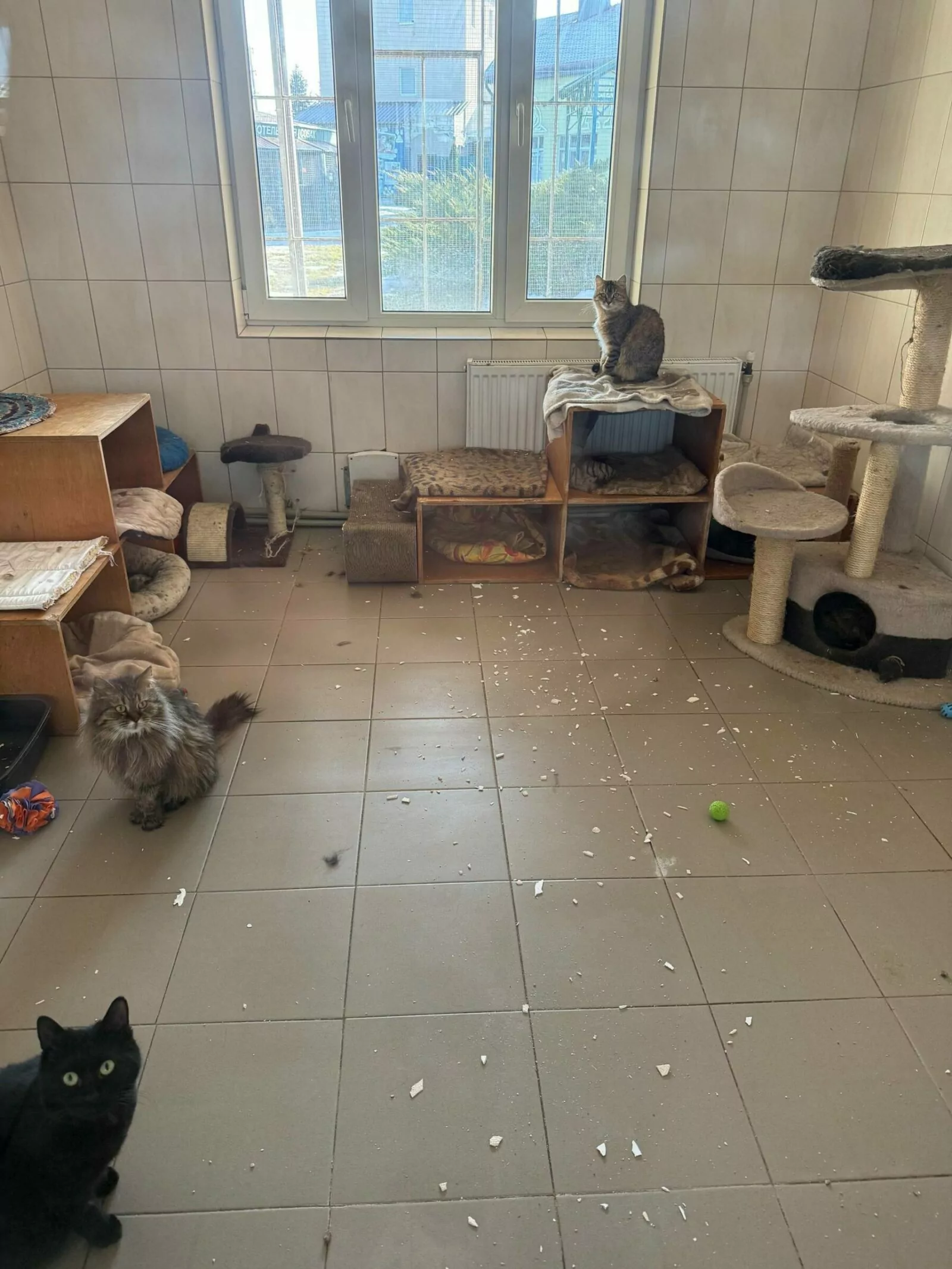 Повреждённый кошачий приют после атаки на Харьков