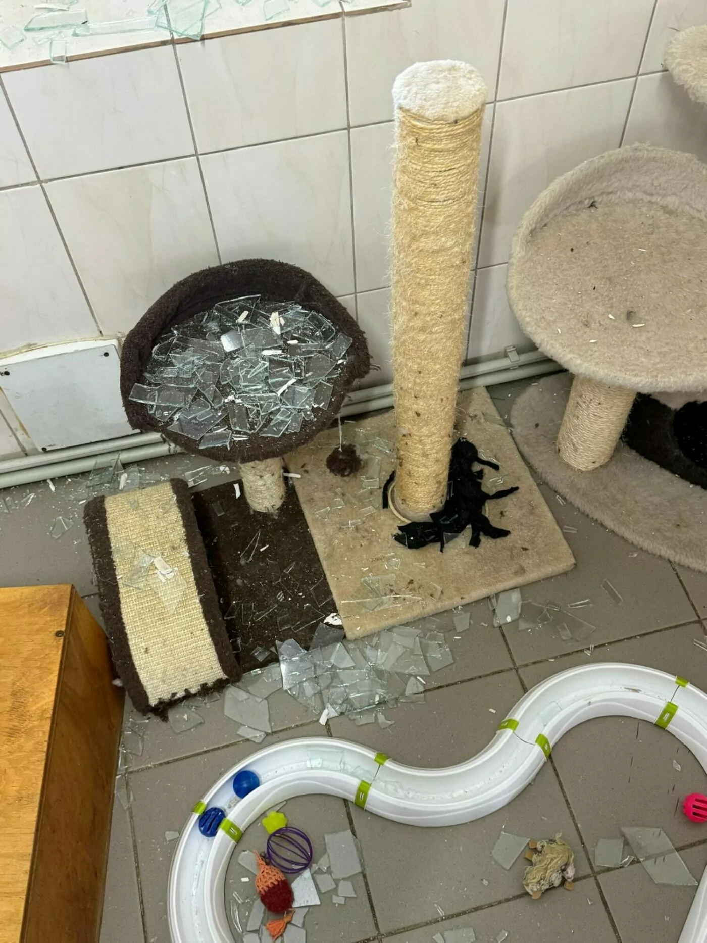 Повреждённый кошачий приют после атаки на Харьков